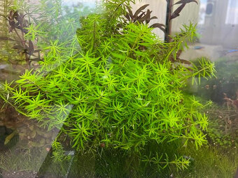 Akvarijní rostliny Mix - 4