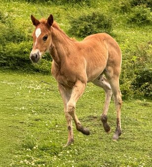 Kobylka Paint horse - 4