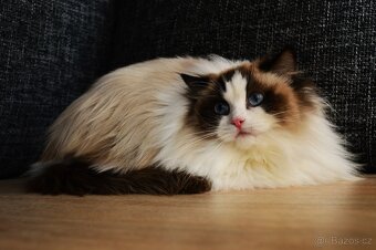 Dospělá kastrovaná kočička Ragdoll s Pp - 4