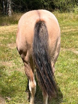 Americký paint horse valášek na prodej - 4