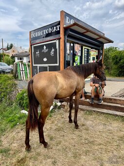 Lusitano hřebec PSL 1 a půl roku - 4