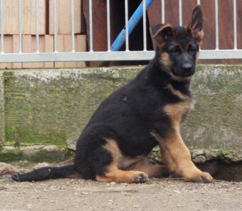 Německý ovčák - 4