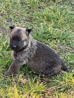 Belgický ovčák Malinois X německy ovčák - 4