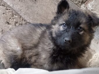 Německý ovčák - 4