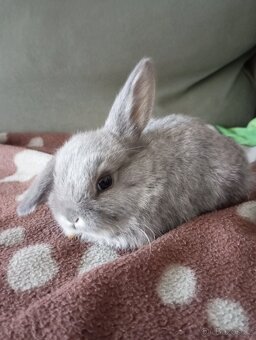 Zakrslý beránek králíček - 4