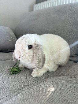 Zakrslý králík - 4