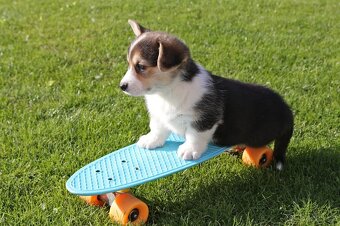 Welsh corgi pembroke s PP - 4