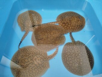 Potamotrygon scobina -rejnok - 4