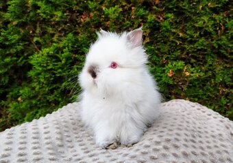 Zakrslý králík, králíček (TEDDY)- ONDŘEJ A OTA - 4