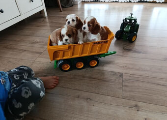 Kavalír King Charles Španěl - 4