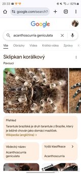 Acanthoscurria geniculata - 4