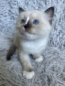 Koťátka Ragdoll bez pp - 4