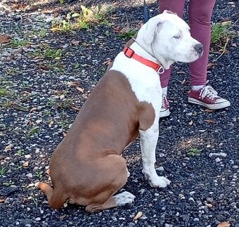 Americký stafordšírský teriér št. pejska s PP k odběru - 4