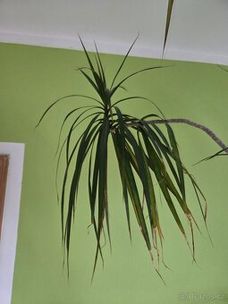 Vzrostlá Dracena - pokojové rostliny - 4