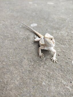 agama vousatá, terárium - 4