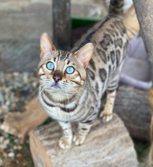 Bengálský kocour s PP na krytí - 4