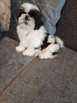 SHIH-TZU - 4