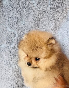Pomeranian s PP - 4