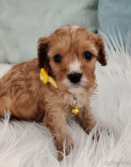 Cavapoo - 4