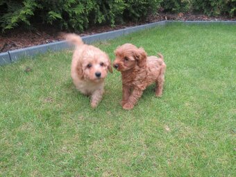 Maltipoo štěňátka - 4