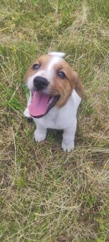 Jack Russell teriér - 4