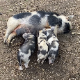 Kune Kune - 4