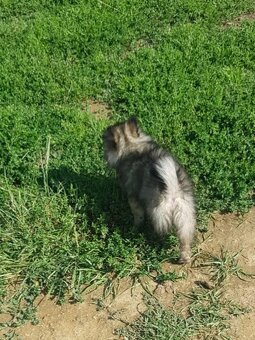 Pomeranian Špic - 4