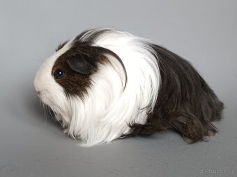 Dlouhosrsté morče - 4