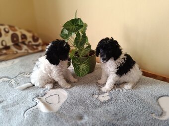 Pudl trpasličí - 4