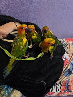 Aratinga sluneční - 4