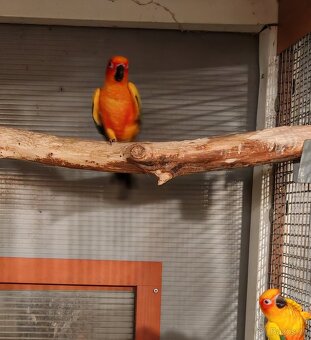 Aratinga sluneční 1.1, r. 21, - 4