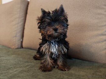 Jorkšírský teriér s PP - 4