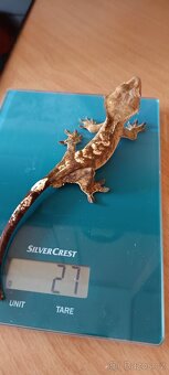 Pagekon řasnatý - mladý sameček (3) - 4