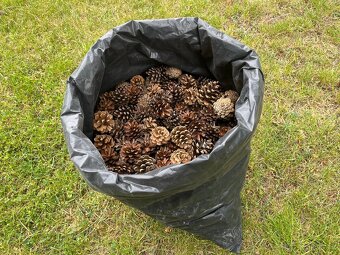 Borovicové šišky na zátop, nebo mulč - 4