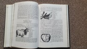 AFRIKA - ŽIVOT A SMRT ZVÍŘAT - Josef Vágner - 4