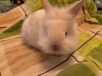 Prodám vymazlené zakrslé králíčky - 4