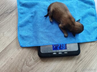 Štěňata křížence, střední plemeno - 4