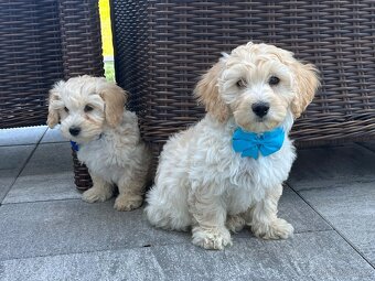Maltipoo šteniatko, maltezák, pudel - 4