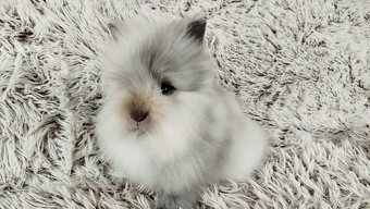Zakrslý králík, králíček (TEDDY) - MORTY - 4