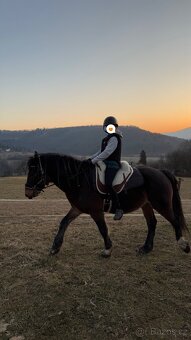 Hřebec Welsh Cob D - Připouštění - 4