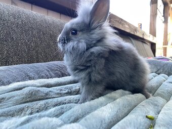 Králíček sameček 🐇🍀 - 4