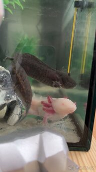 Axolotl mexický - 4