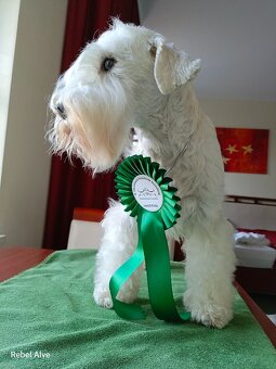 knírač malý bílý - krycí pes - 4