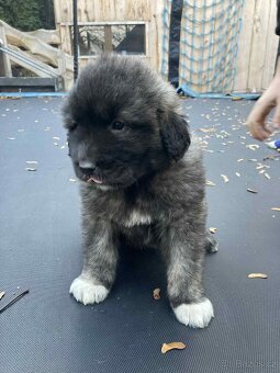 Kavkazský pastevecký - 4