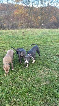 American Bully XL - 4