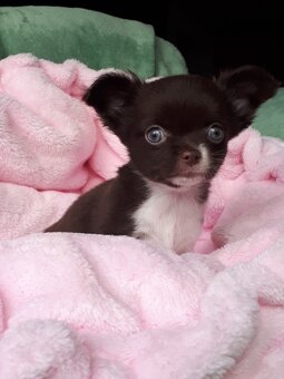 Čivava pejsek s PP - 4