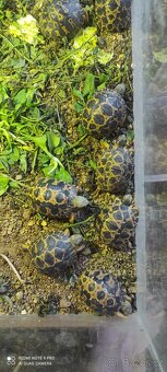 Želva paprsčitá - 4