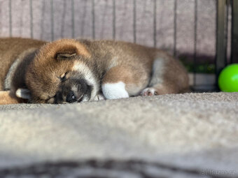 Shiba Inu s PP (průkaz původu) - 4