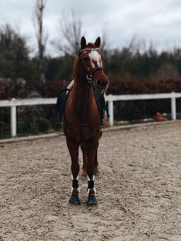 Valach Appaloosa - 4