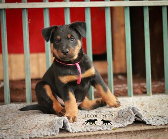 Beauceron - štěňátka k rezervaci - 4